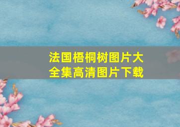 法国梧桐树图片大全集高清图片下载