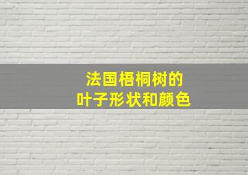 法国梧桐树的叶子形状和颜色