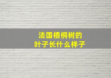 法国梧桐树的叶子长什么样子