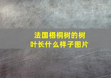 法国梧桐树的树叶长什么样子图片