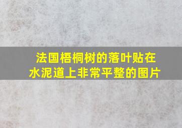 法国梧桐树的落叶贴在水泥道上非常平整的图片