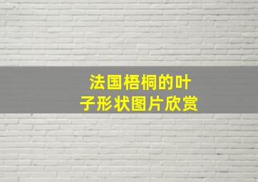 法国梧桐的叶子形状图片欣赏