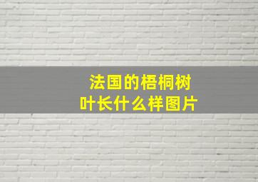 法国的梧桐树叶长什么样图片