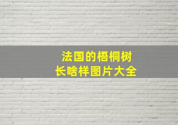 法国的梧桐树长啥样图片大全