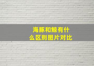 海豚和鲸有什么区别图片对比