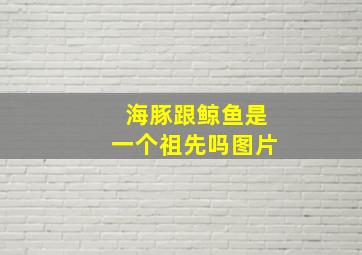 海豚跟鲸鱼是一个祖先吗图片