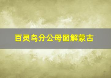 百灵鸟分公母图解蒙古