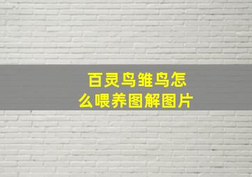 百灵鸟雏鸟怎么喂养图解图片