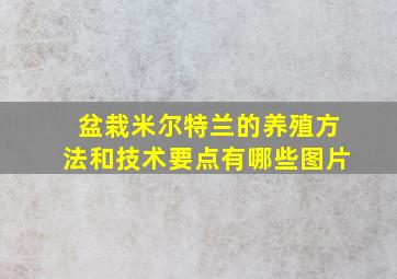 盆栽米尔特兰的养殖方法和技术要点有哪些图片