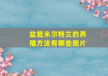 盆栽米尔特兰的养殖方法有哪些图片