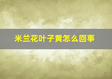 米兰花叶子黄怎么回事