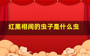 红黑相间的虫子是什么虫