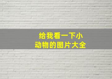 给我看一下小动物的图片大全