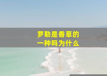 罗勒是香草的一种吗为什么