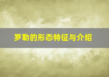 罗勒的形态特征与介绍