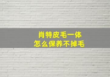 肖特皮毛一体怎么保养不掉毛