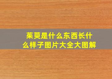 茱萸是什么东西长什么样子图片大全大图解