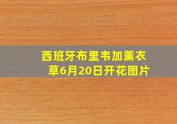 西班牙布里韦加薰衣草6月20日开花图片