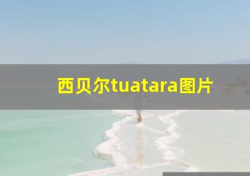 西贝尔tuatara图片