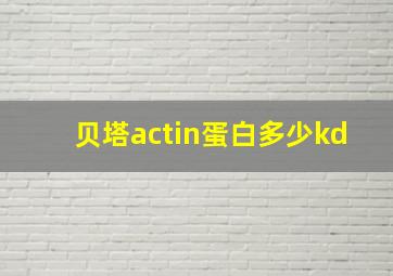 贝塔actin蛋白多少kd