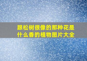 跟松树很像的那种花是什么香的植物图片大全