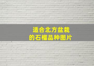 适合北方盆栽的石榴品种图片