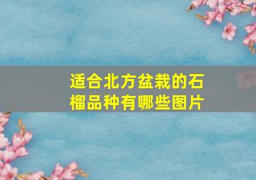 适合北方盆栽的石榴品种有哪些图片