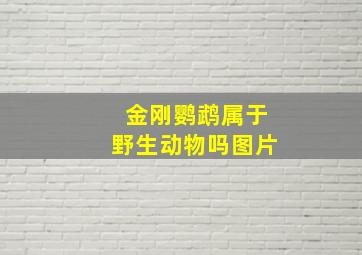 金刚鹦鹉属于野生动物吗图片