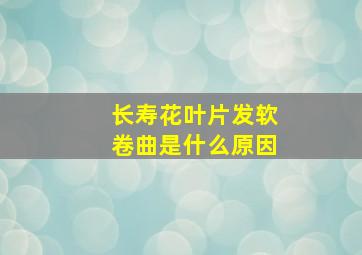 长寿花叶片发软卷曲是什么原因