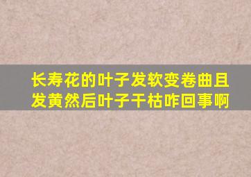 长寿花的叶子发软变卷曲且发黄然后叶子干枯咋回事啊