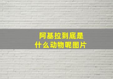 阿基拉到底是什么动物呢图片