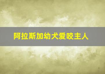 阿拉斯加幼犬爱咬主人