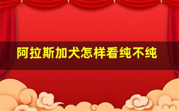 阿拉斯加犬怎样看纯不纯