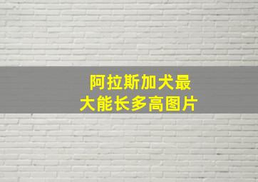 阿拉斯加犬最大能长多高图片