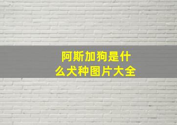 阿斯加狗是什么犬种图片大全