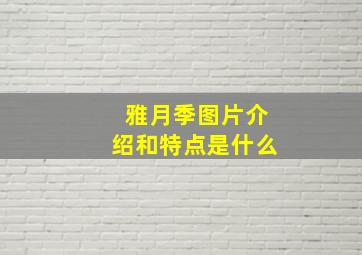 雅月季图片介绍和特点是什么