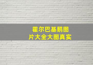 霍尔巴基鹅图片大全大图真实