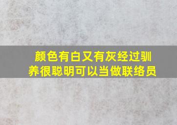 颜色有白又有灰经过驯养很聪明可以当做联络员