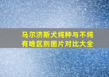 马尔济斯犬纯种与不纯有啥区别图片对比大全