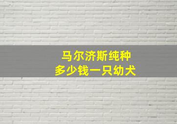 马尔济斯纯种多少钱一只幼犬