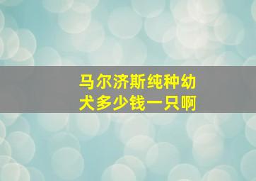 马尔济斯纯种幼犬多少钱一只啊