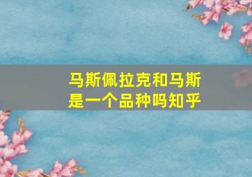 马斯佩拉克和马斯是一个品种吗知乎