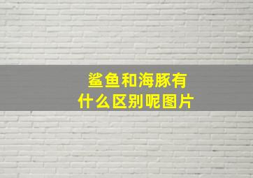 鲨鱼和海豚有什么区别呢图片