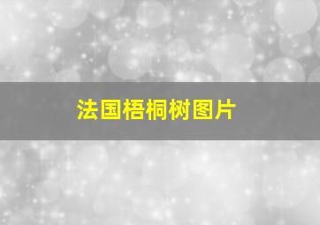 法国梧桐树图片