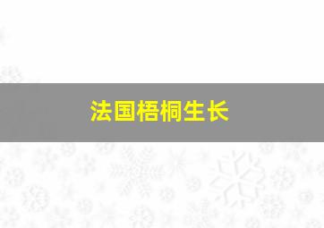 法国梧桐生长